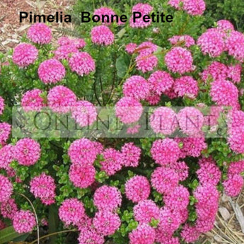 Pimelea Bonne Petite