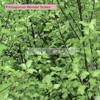 Pittosporum Tenuifolium Wonder Screen