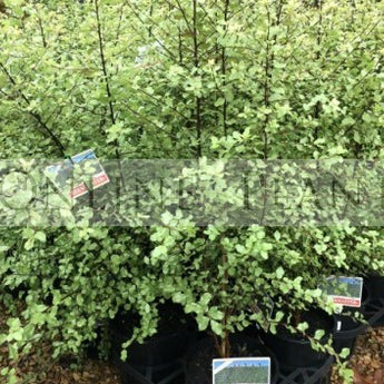 Pittosporum Tenuifolium Wonder Screen