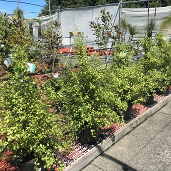 Pittosporum Tenuifolium Sunburst