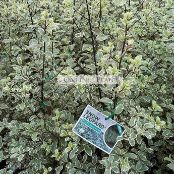 Pittosporum Snow Leopard