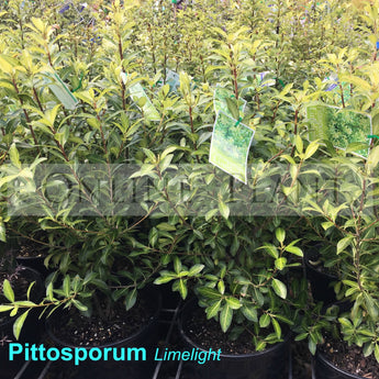 Pittosporum tenuifolium Limelight