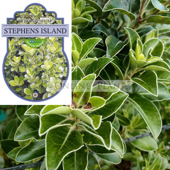 Pittosporum Ralphii Stephens Island