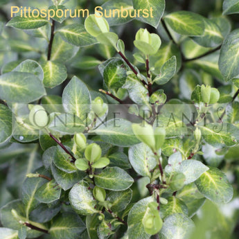 Pittosporum Tenuifolium Sunburst