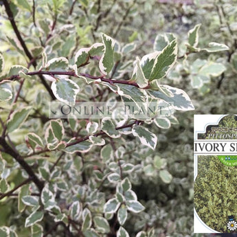 Pittosporum Tenuifolium Ivory Sheen