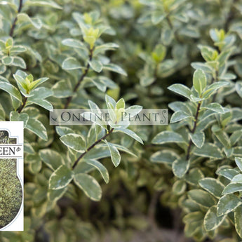 Pittosporum Tenuifolium Ivory Sheen