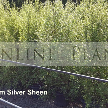 Pittosporum Silver Sheen