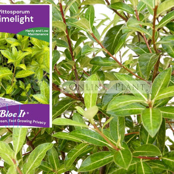 Pittosporum tenuifolium Limelight