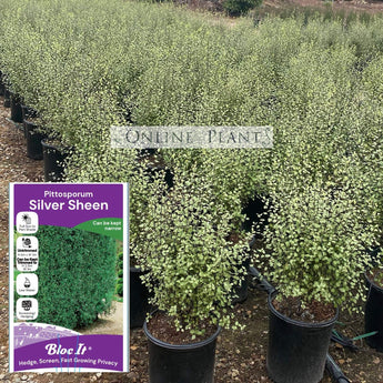 Pittosporum Silver Sheen