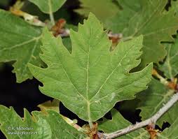 Platanus orientalis Oriental Plane Tree