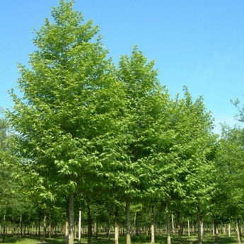 Platanus orientalis Digitata Cut Leaf Plane Tree