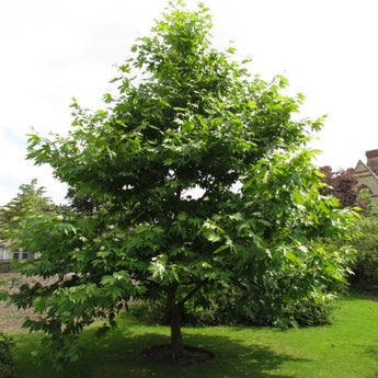 Platanus orientalis Oriental Plane Tree