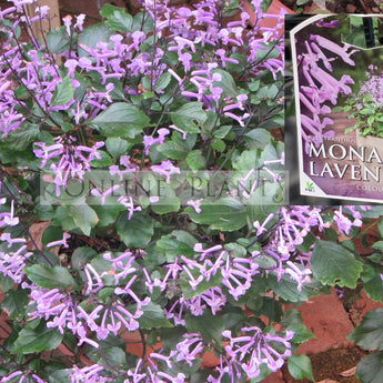 Plectranthus Mona Lavender