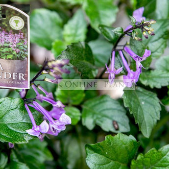 Plectranthus Mona Lavender