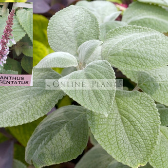 Plectranthus argentea Silver Spurflower