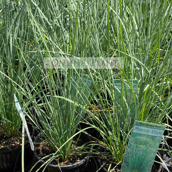 Poa Labillardieri Marna Blue