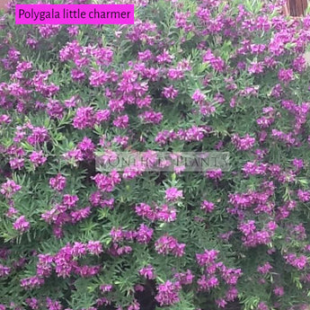 Polygala Little Charmer