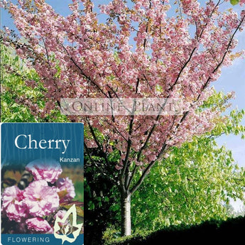 Prunus Kanzan (Sekiyama) Pink Flowering Cherry