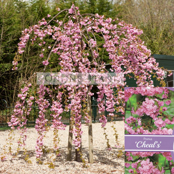 Prunus serrulata Cheals Weeping Cherry