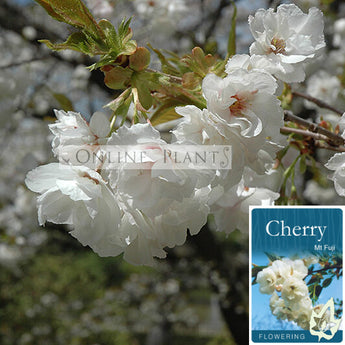 Prunus serrulata Mt. Fuji