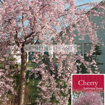 Prunus subhirtella Weeping Cherry Double Pink