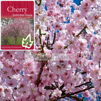 Prunus subhirtella Weeping Cherry Double Pink