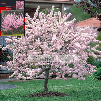 Prunus elvins Flowering Plum