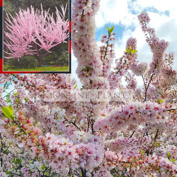 Prunus elvins Flowering Plum