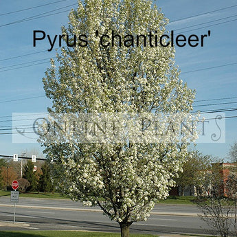 Pyrus Chanticleer Pear Ornamental pear