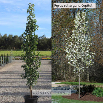 Pyrus Calleryana Capital, Ornamental Pear