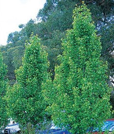 Pyrus calleryana Fronzam Frontier Ornamental pear