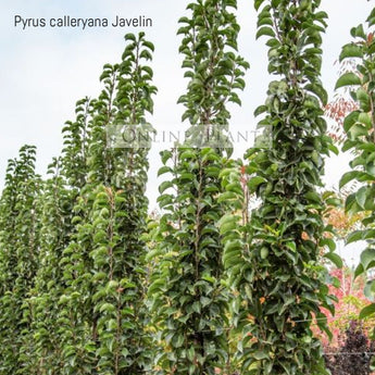 Pyrus Calleryana X Pyrifolia NCPX1 Javelin