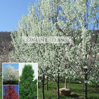 Pyrus calleryana Aristacrat Ornamental Pear