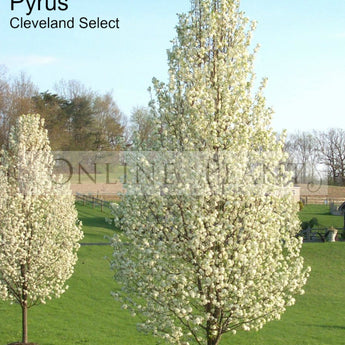 Pyrus calleryana Cleveland Select Ornamental Pear