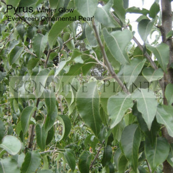 Pyrus Calleryana Winter Glow Evergreen Pear