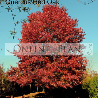 Quercus rubra Red Oak