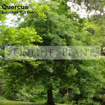 Quercus palustris Pin Oak