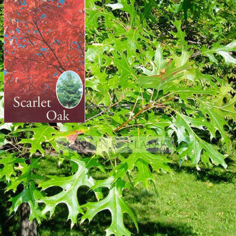 Quercus coccinea Scarlet Oak