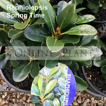 Raphiolepsis Springtime