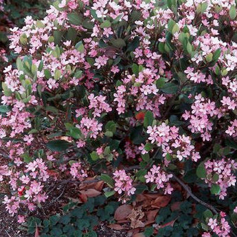 Raphiolepsis apple blossom, Indian Hawthorn