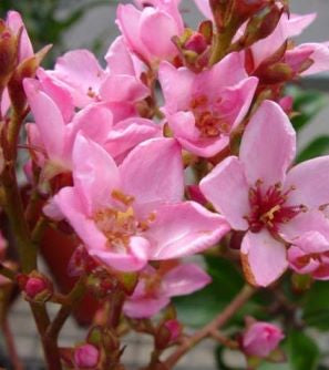 Raphiolepsis apple blossom, Indian Hawthorn