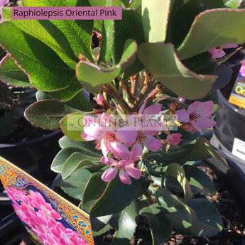 Raphiolepsis Oriental Pink