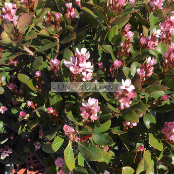 Raphiolepsis Oriental Pink