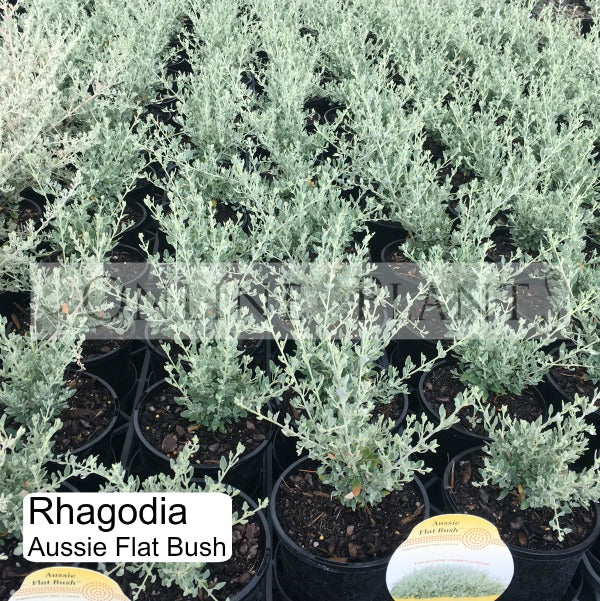 Rhagodia Aussie Flat Bush For Sale | Online Plants Melbourne Australia