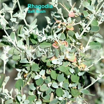 Rhagodia Spinescens Salt Bush