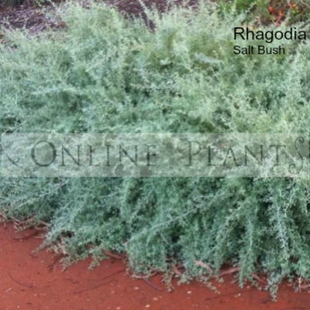 Rhagodia Spinescens Salt Bush