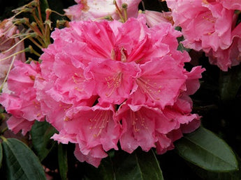 Rhododendron, Countess of Normington