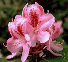 Rhododendron, Furnivals Daughter