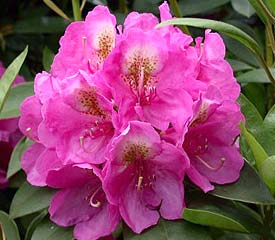 Rhododendron, Kate