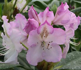 Rhododendron, Mrs Charles E Pearson